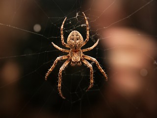 Image showing Spider