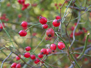 Image showing Rosehips