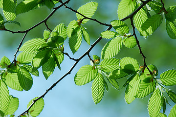 Image showing Leaves