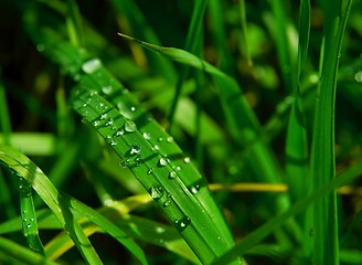 Image showing Grass