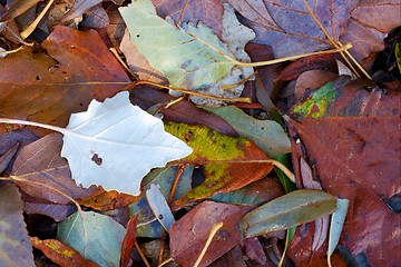 Image showing Fallen leaves