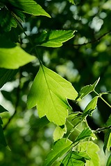 Image showing Leaf