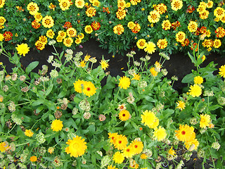Image showing flowerbed
