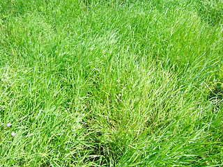 Image showing green grass