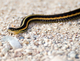 Image showing Garter Snake