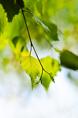 Image showing Branch with green leaves