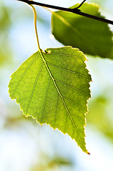 Image showing Branch with green leaves