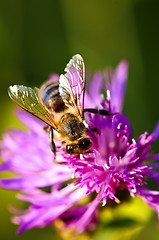 Image showing Honey bee on Knapweed