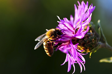 Image showing Honey bee on Knapweed