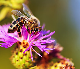 Image showing Honey bee on Knapweed