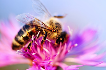 Image showing Honey bee on Knapweed