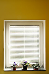 Image showing Window blinds