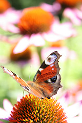 Image showing Peacock butterfly