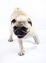 Image showing Pug standing up in front of white background