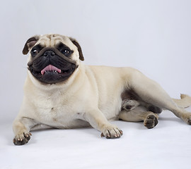 Image showing picture of a pug standing down with mouth open