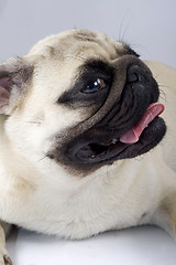 Image showing closeup of a pug puppy with mouth open