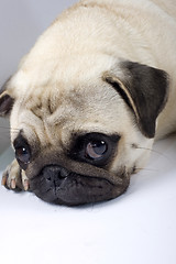 Image showing closeup picture of a cute pug with sad eyes