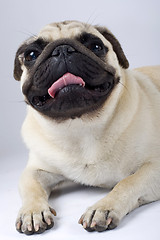 Image showing closeup picture of a mops-pug puppy looking at the camera