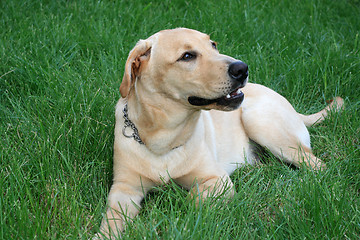 Image showing cute labrador retriever