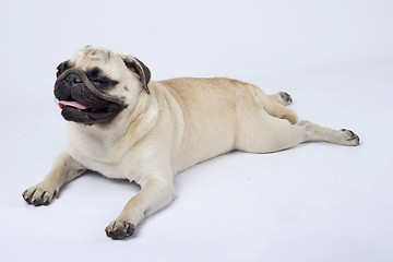 Image showing picture of a sleepy pug standing down