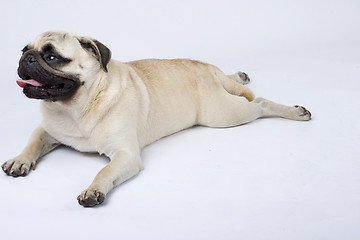 Image showing picture of a seated mops puppy looking away