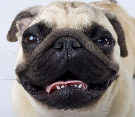 Image showing seated mops with mouth open and tongue out