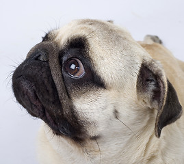 Image showing closeup picture of a pug puppy looking at something