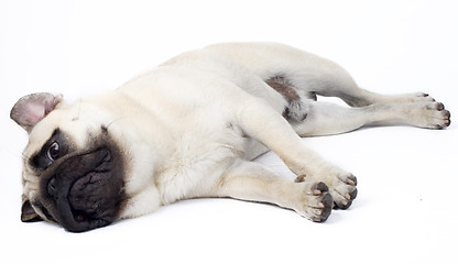 Image showing picture of a sleepy Pug on white background