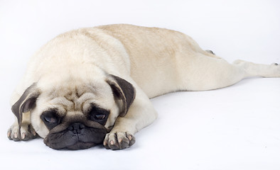 Image showing picture of a sleepy pug on a white background