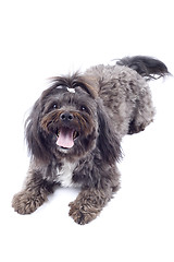 Image showing bichon dog standing on a white background 