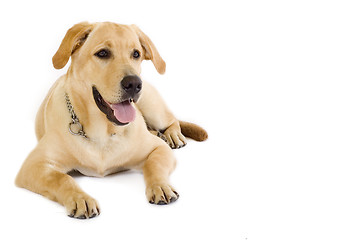 Image showing Puppy Labrador retriever cream - copyspace