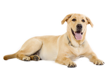 Image showing Puppy Labrador retriever cream