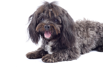 Image showing Havanese dog standing  on a white background