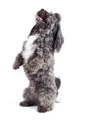 Image showing Havanese dog standing on his hind legs isolated on a white background