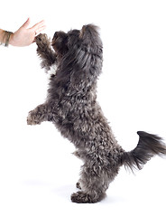 Image showing black bichon playing and making his hi five!