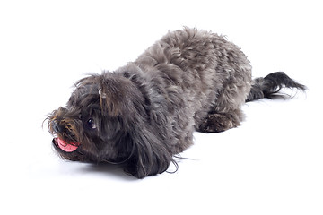 Image showing black bichon playing with red toy ball