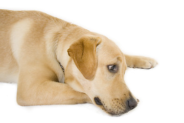 Image showing sleepy Puppy Labrador retriever