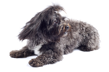 Image showing picture of a seated black bichon over white background