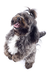 Image showing black bichon standing on his hind legs isolated over white background