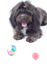Image showing picture of black bichon looking at some toys
