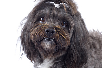 Image showing closeup of a black bichon puppy over white background