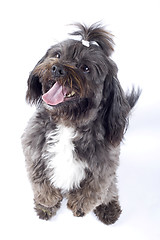 Image showing Havanese dog standing on his hind legs isolated on a white background