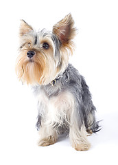 Image showing closeup image of a Yorkshire terrier over white