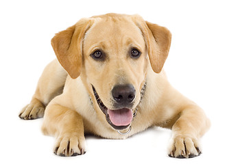 Image showing seated Puppy Labrador retriever cream