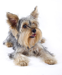 Image showing closeup image of small dog (Yorkshire terrier) over white