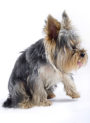 Image showing puppy yorkshire terrier with one leg in the air over white