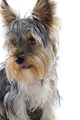 Image showing closeup picture of a yorkshire terrier puppy with mouth open