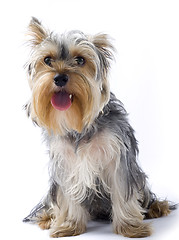 Image showing seated yorkshire terrier with mouth open over white background