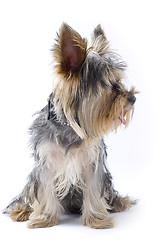 Image showing picture of a seated puppy yorkshire terrier looking to a side