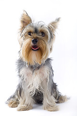 Image showing picture of a seated puppy yorkshire terrier